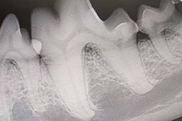 Dental Care Services