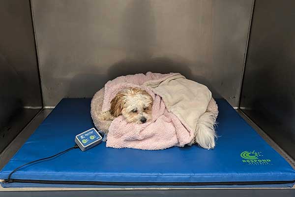 Pain Management Services