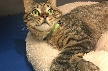 Sick Pet Care Services