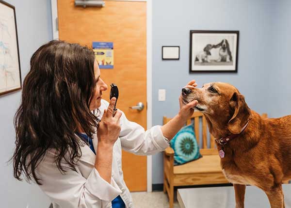 Wellness & Preventive Care Services