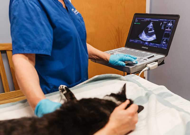 A cat being examined with ultrasound A cat being examined with ultrasound