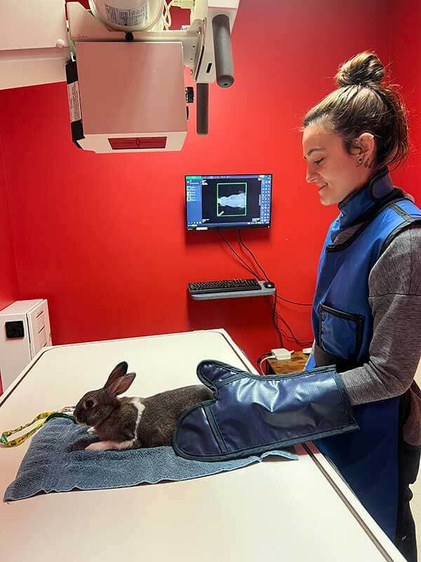 A bunny being x-rayed A bunny being x-rayed