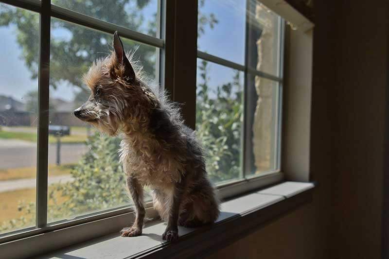 An older dog An older dog