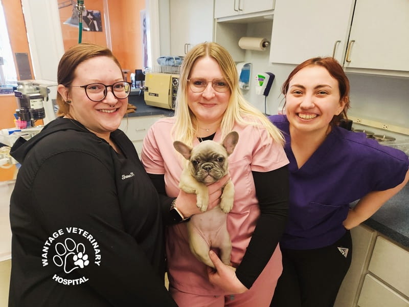 A photogenic bulldog with staff