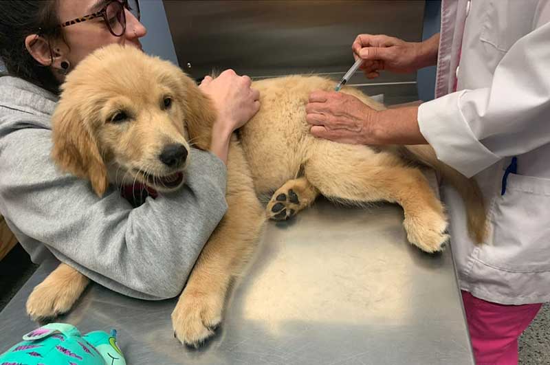 A golden retriever puppy having blood drawn A golden retriever puppy having blood drawn